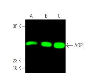 western blotting image from recommended Aquaporin 1/AQP1 (B-11) monoclonal antibody replacement. Image 375325