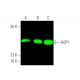 western blotting image from recommended Aquaporin 1/AQP1 (B-11) monoclonal antibody replacement. Image 375325