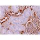 immunohistochemistry image from recommended Aquaporin 2/AQP2 (E-2) monoclonal antibody replacement. Image 368887