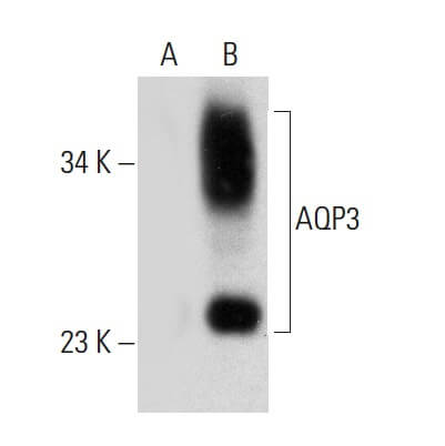aqp3-antibody-f-1-western-