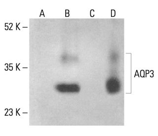 Aquaporin 3/AQP3 Antibody (F-1) - Western Blotting - Image 401014
