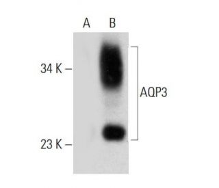 western blotting image from recommended Aquaporin 3/AQP3 (F-1) monoclonal antibody replacement. Image 384677