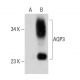 western blotting image from recommended Aquaporin 3/AQP3 (F-1) monoclonal antibody replacement. Image 384677