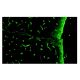 AQP4 Antibody (4/18) - Immunofluorescence - Image 9225 