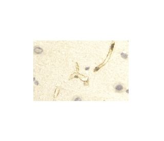 AQP4 Antibody (4/18) - Immunohistochemistry - Image 11433 