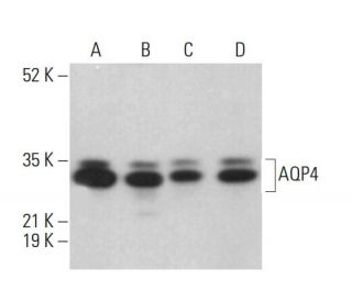 Aquaporin 4/AQP4 Antibody (B-5) - Western Blotting - Image 379957 