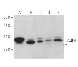 Aquaporin 4/AQP4 Antibody (F07) - Western Blotting - Image 379958 
