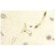 immunohistochemistry image from recommended Aquaporin 4/AQP4 (4/18) monoclonal antibody replacement. Image 11433