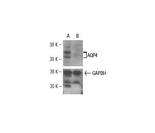 AQP4 siRNA (h): sc-29715. Western blot analysis of AQP4 expression... 
