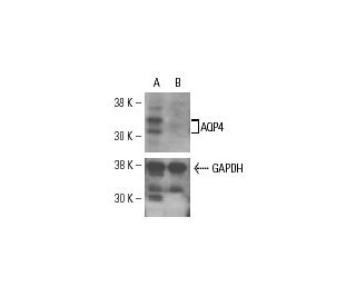 AQP4 siRNA (h): sc-29715. Western blot analysis of AQP4 expression in non-transfected control (A) and AQP4 siRNA transfect 