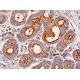 immunohistochemistry image from recommended Aquaporin 5/AQP5 (D-7) monoclonal antibody replacement. Image 370163
