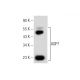 Aquaporin 7/AQP7 Antibody (D-12) - Western Blotting - Image 155531