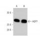 Aquaporin 7/AQP7 Antibody (D-12) - Western Blotting - Image 358570 