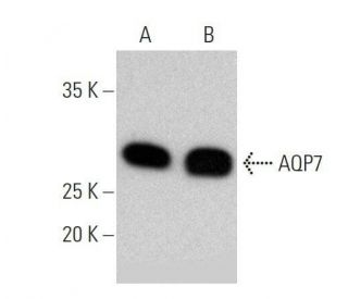 western blotting image from recommended Aquaporin 7/AQP7 (D-12) monoclonal antibody replacement. Image 358570