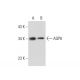 AQP8 Antibody (14-Z) - Western Blotting - Image 301134 
