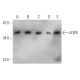 AQP8 Antibody (14-Z) - Western Blotting - Image 368202 