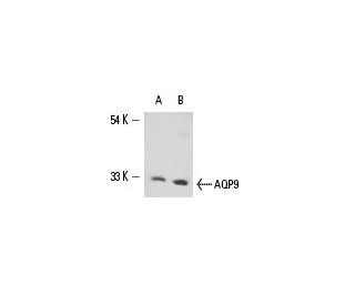 western blotting image from recommended Aquaporin 9/AQP9 (G-3) monoclonal antibody replacement. Image 15425