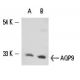 western blotting image from recommended Aquaporin 9/AQP9 (G-3) monoclonal antibody replacement. Image 15425