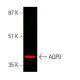 Aquaporin 9/AQP9 Antibody (G-3) - Western Blotting - Image 386245
