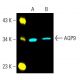 Aquaporin 9/AQP9 Antibody (G-3) - Western Blotting - Image 402098 