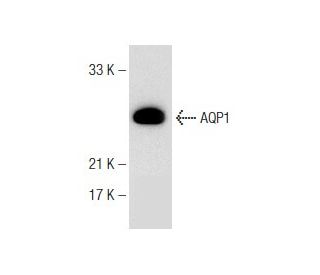 Aquaporin 1/AQP1 Antibody (A-11) - Western Blotting - Image 148951 