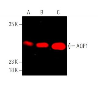 Aquaporin 1/AQP1 Antibody (B-11) - Western Blotting - Image 375326 