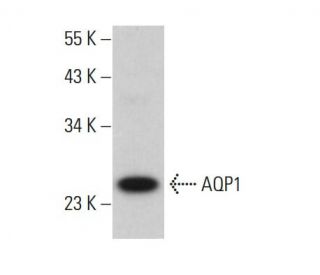 Aquaporin 1/AQP1 Antibody (B-11) - Western Blotting - Image 376094 