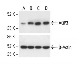 Aquaporin 3/AQP3 Antibody (F-1) - Western Blotting - Image 411282