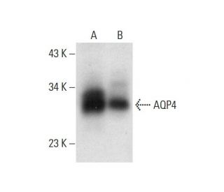 Aquaporin 4/AQP4 Antibody (F07) - Western Blotting - Image 305723