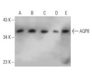 Aquaporin 8/AQP8 Antibody (14-Z) - Western Blotting - Image 368202The Double Nickase Plasmid features a U6 promoter for sgRNA expression, a 20 nt targeting sequence, and a gRNA scaffold to guide Cas9n. It includes a CBh promoter for Cas9n (D10A) and puromycin resistance, GFP for transfection verification, and nuclear localization signals (NLS). The 2A peptide allows co-expression of Cas9n and Puro from a single promoter, enabling precise genome editing with reduced off-target effects.