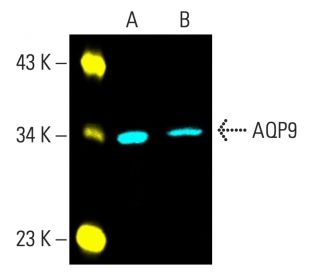 Aquaporin 9/AQP9 Antibody (G-3) - Western Blotting - Image 402098