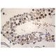ARA54 Antibody (B-1) - Immunohistochemistry - Image 157959