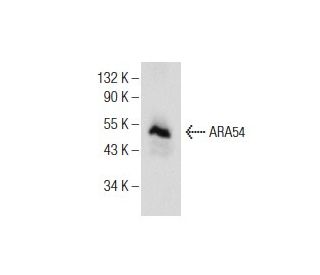 ARA54 Antibody (B-1) - Western Blotting - Image 155047 