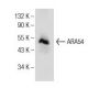 ARA54 Antibody (B-1) - Western Blotting - Image 155047 