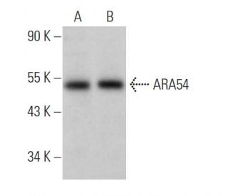 ARA54 Antibody (B-10) - Western Blotting - Image 367646 