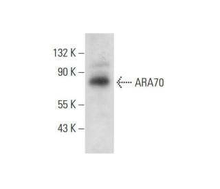 western blotting image from recommended ARA70 (C-4) monoclonal antibody replacement. Image 300514