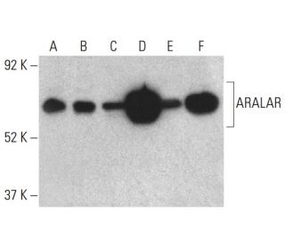 ARALAR Antibody (B-2) - Western Blotting - Image 399454 