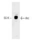 Arc Antibody (40) - Western Blotting - Image 127489 