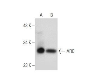 ARC Antibody (A-2) - Western Blotting - Image 301334 