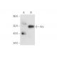 Arc Antibody (A-7) - Western Blotting - Image 80716
