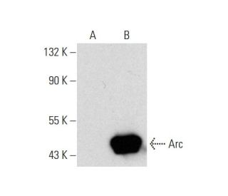 Arc Antibody (A-7) - Western Blotting - Image 144602 