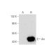 Arc Antibody (A-7) - Western Blotting - Image 144602 