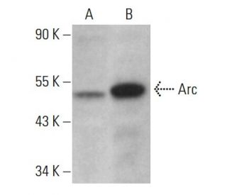 Arc Antibody (E-7) - Western Blotting - Image 376170 
