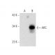 ARC Antibody (G-4) - Western Blotting - Image 301333 