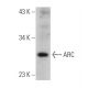 ARC Antibody (G-4) - Western Blotting - Image 360044