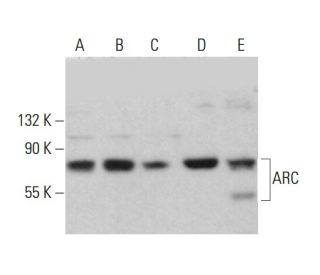 ARC Antibody (G-4) - Western Blotting - Image 375384 
