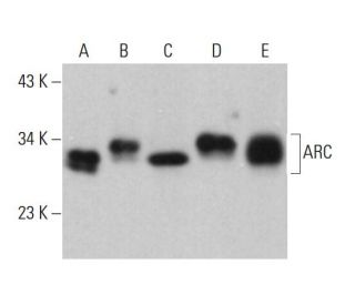 western blotting image from recommended ARC (F-11) monoclonal antibody replacement. Image 375379