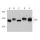 western blotting image from recommended ARC (F-11) monoclonal antibody replacement. Image 375379
