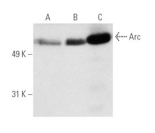 western blotting image from recommended Arc (C-7) monoclonal antibody replacement. Image 4532