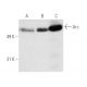 western blotting image from recommended Arc (C-7) monoclonal antibody replacement. Image 4532